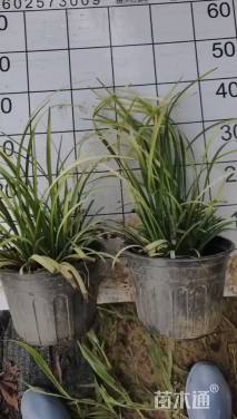 高度35厘米麦冬