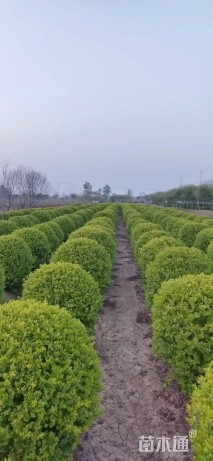 冠幅100厘米金叶女贞球