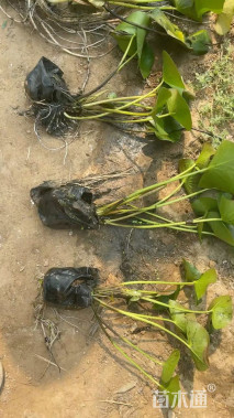 高度45厘米睡莲