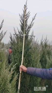 高度200厘米龙柏