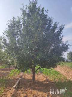 23公分八棱海棠