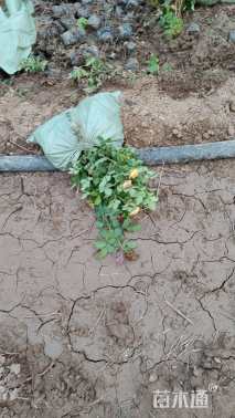 高度25厘米月季