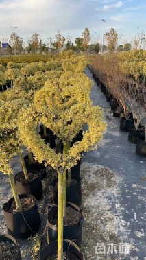 3公分造型亮晶女贞