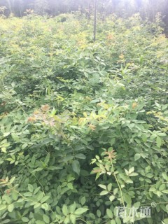 高度100厘米蔷薇