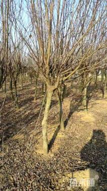 红叶李6公分