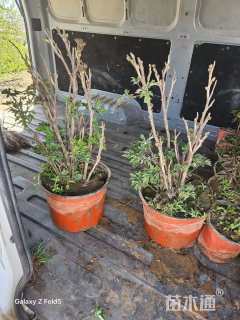 高度50厘米角茎野牡丹