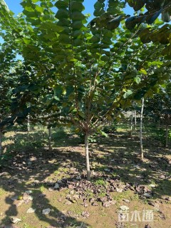 高度350厘米红花巨紫荆