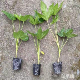 高度80厘米八角金盘