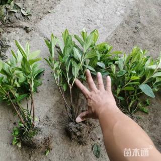 高度50厘米毛鹃