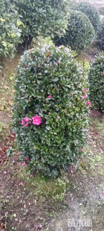 冠幅80厘米茶梅球