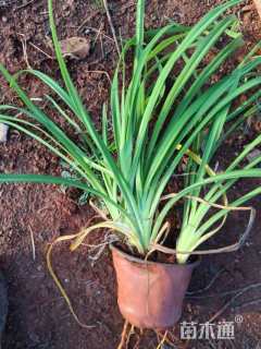 高度20厘米常绿萱草