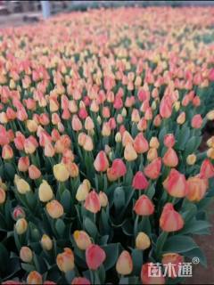 高度15厘米郁金香