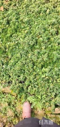 高度15厘米垂盆草