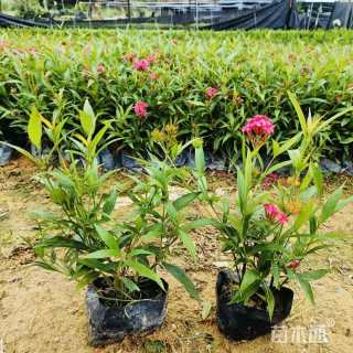 高度25厘米郎德木