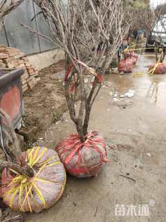 高度160厘米牡丹