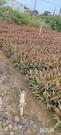 高度30厘米亮叶朱蕉