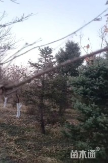 高度350厘米云杉