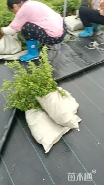 高度30厘米喷雪花