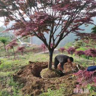 11公分中国红枫