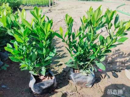 高度23厘米小叶龙船花