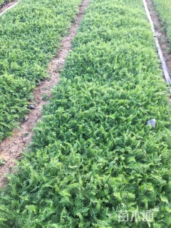 高度15厘米西洋蓍草