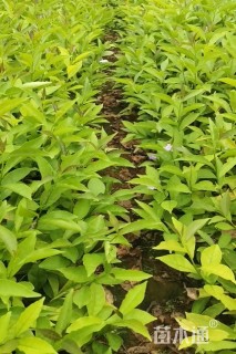 高度30厘米鸳鸯茉莉