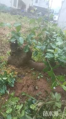 高度40厘米金弹子