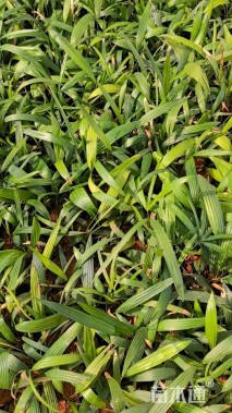 高度20厘米细叶棕竹