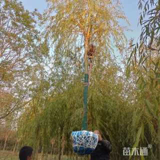 19公分金丝垂柳