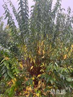 高度250厘米丛生蜡梅