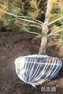 高度500厘米油松