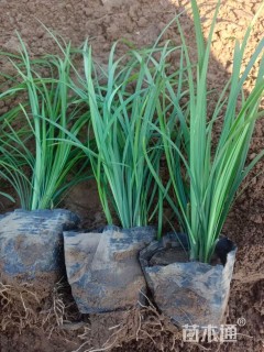 高度25厘米麦冬