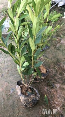 高度40厘米毛鹃