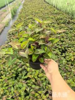 高度20厘米赤胫散