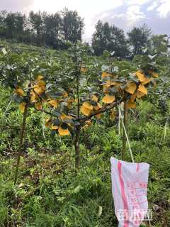 高度150厘米太秋甜柿苗