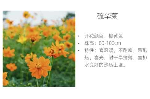 繁盛林业硫华菊种子