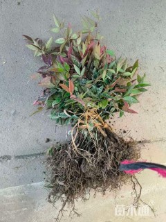 高度3厘米南天竹