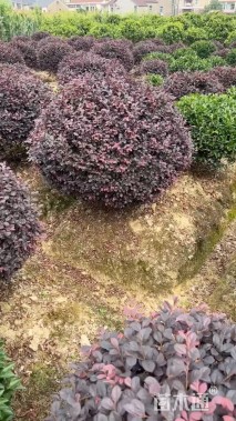 冠幅120厘米红花继木球