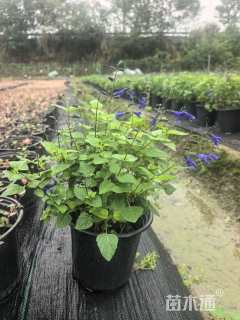 高度40厘米深蓝鼠尾草