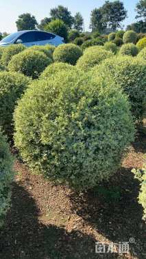 高度80厘米金姬水蜡球