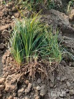 高度15厘米麦冬