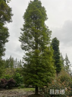 25公分金丝楠木