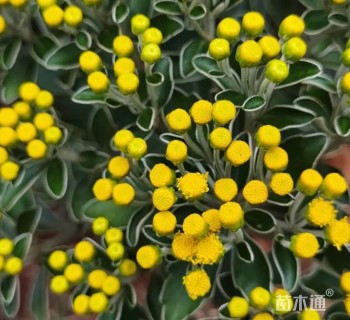 高度20厘米多花亚菊