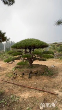 19公分造型油松