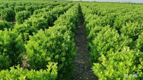 冠幅100厘米大叶黄杨球