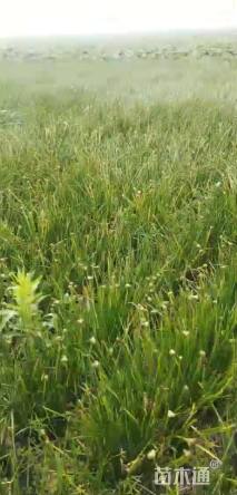 高度18厘米葱兰