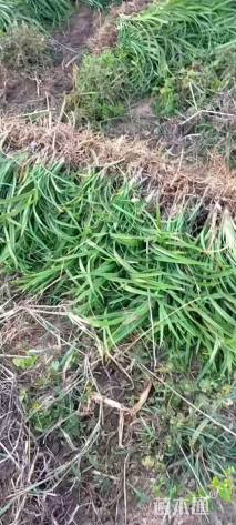 高度30厘米大花萱草