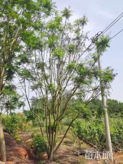 28公分丛生蓝花楹