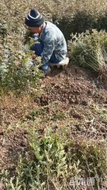 冠幅10厘米黄刺枚球