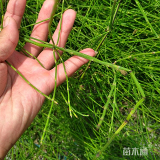 高度30厘米木贼